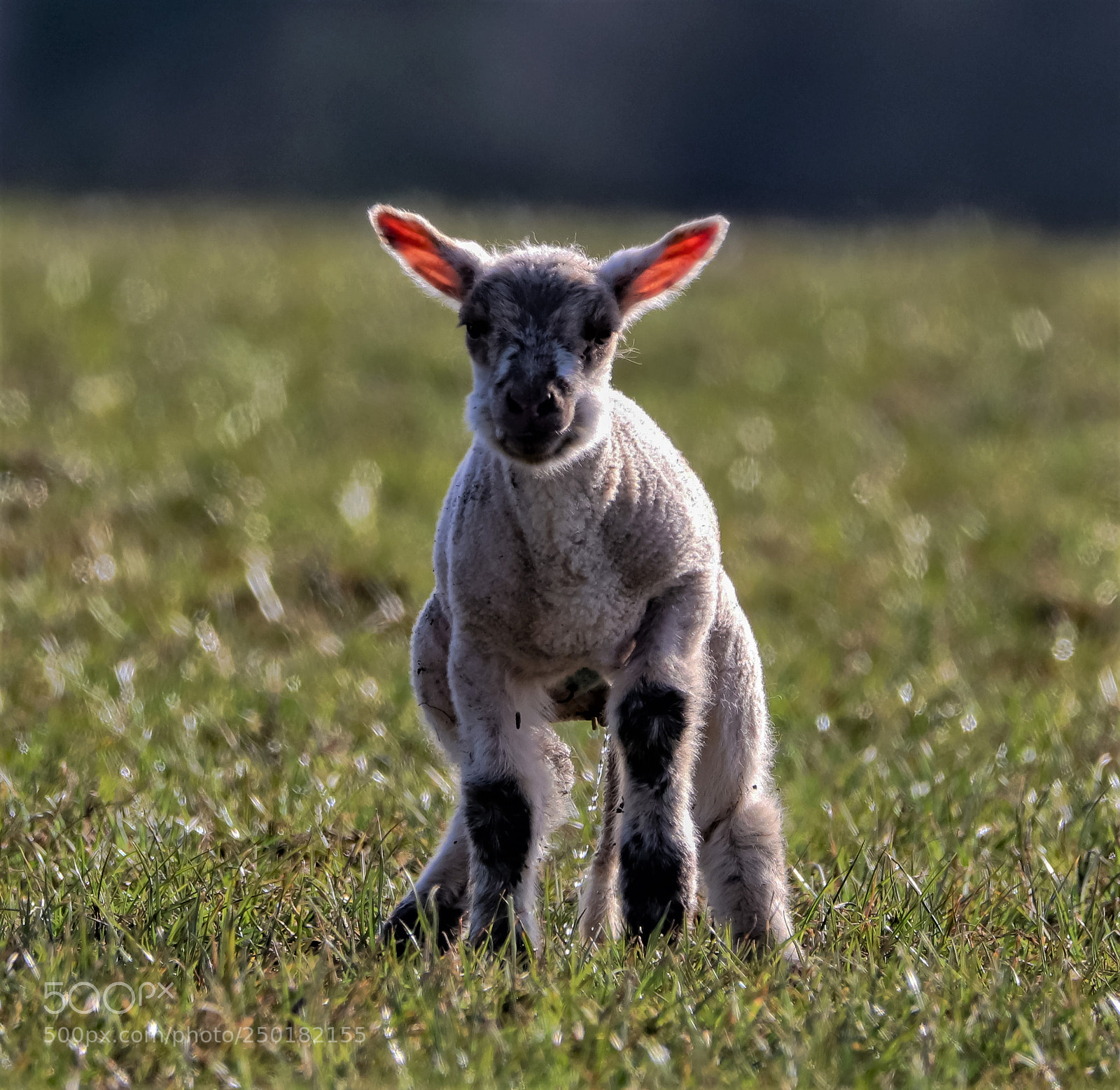 Canon EOS 800D (EOS Rebel T7i / EOS Kiss X9i) sample photo. Spring lamb photography