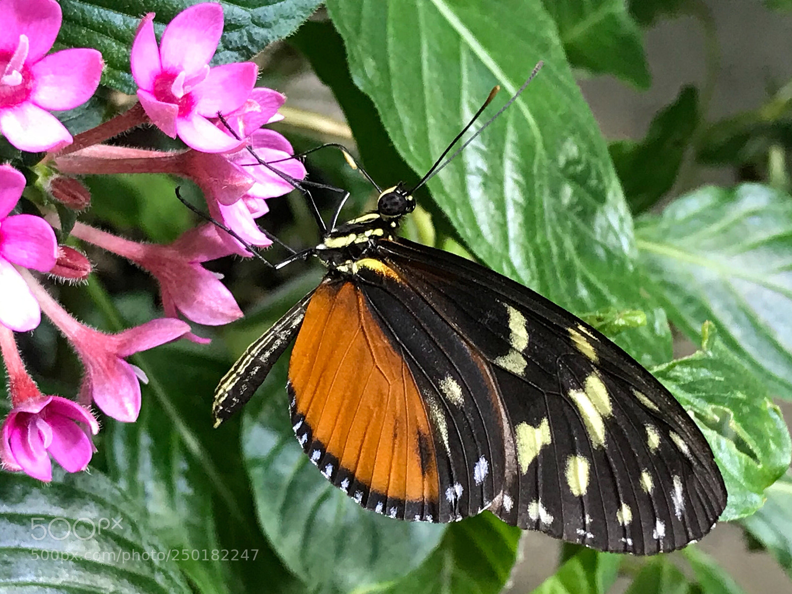 Apple iPhone 7 sample photo. Tiger longwing butterfly  photography