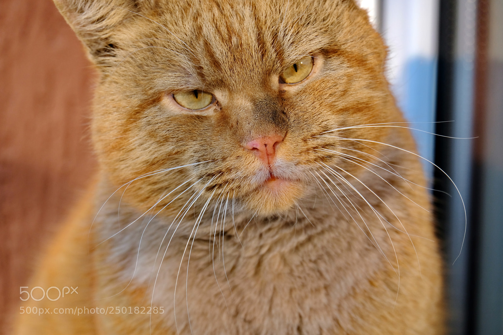 Fujifilm X-T20 sample photo. Red grimy cat photography