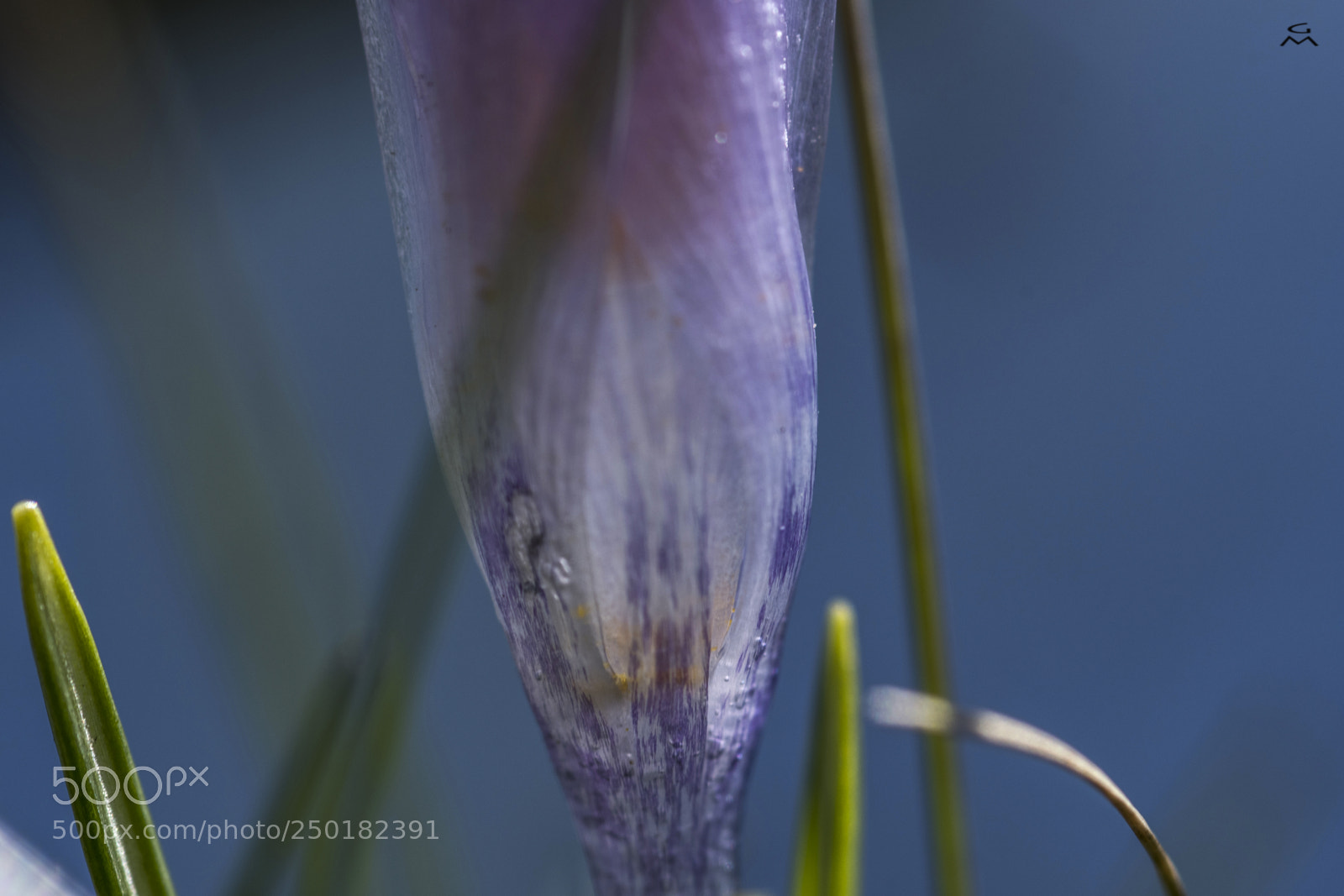 Nikon D500 sample photo. S p r i photography
