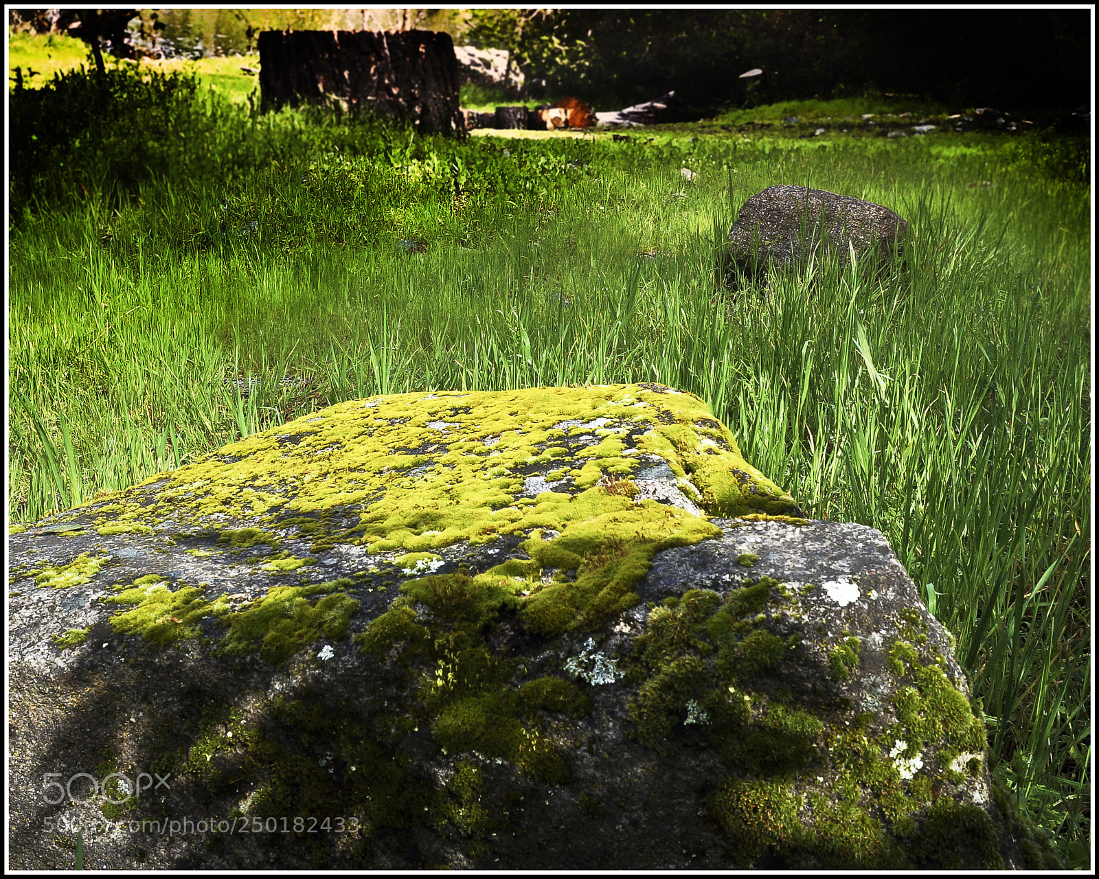Sony Alpha NEX-6 sample photo. Mossy rock photography