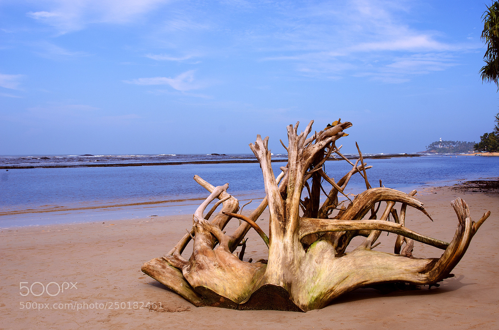 Nikon D7000 sample photo. Treasure of the seas! photography