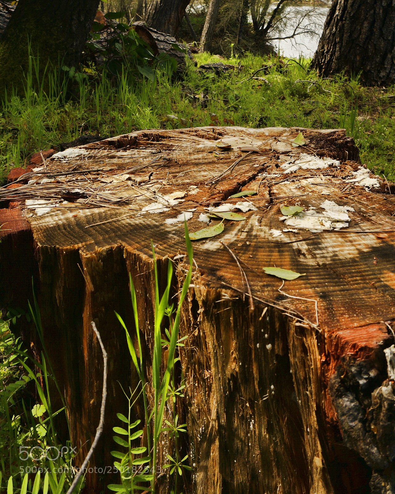 Sony Alpha NEX-6 sample photo. Just a trunk photography