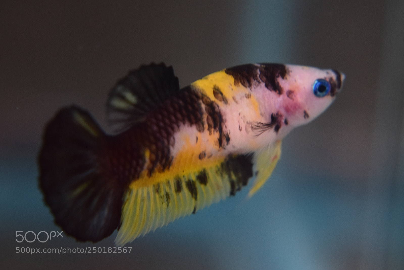 Nikon D3300 sample photo. Betta fish photography