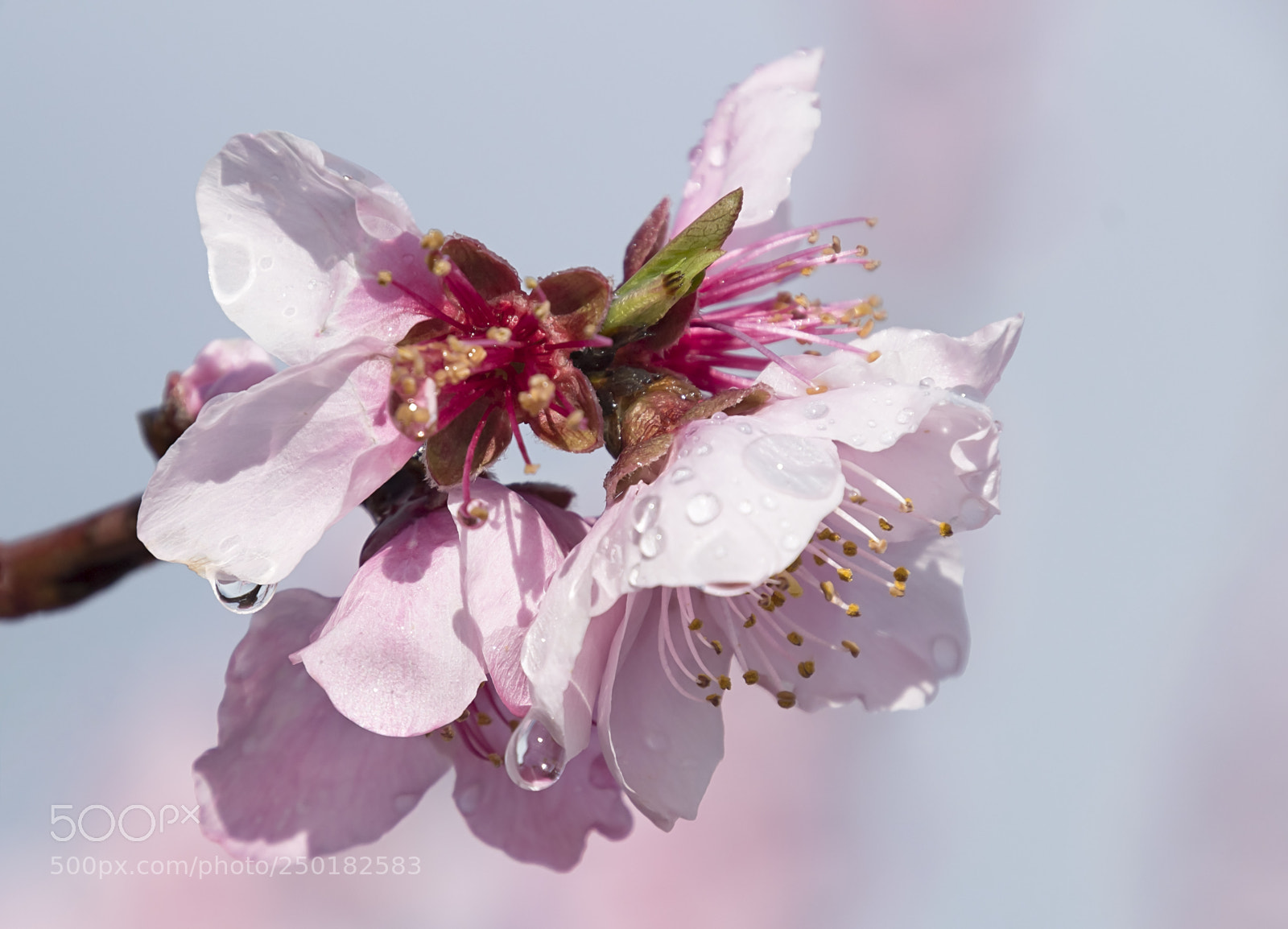 Canon EOS 100D (EOS Rebel SL1 / EOS Kiss X7) sample photo. Peach flowers... photography