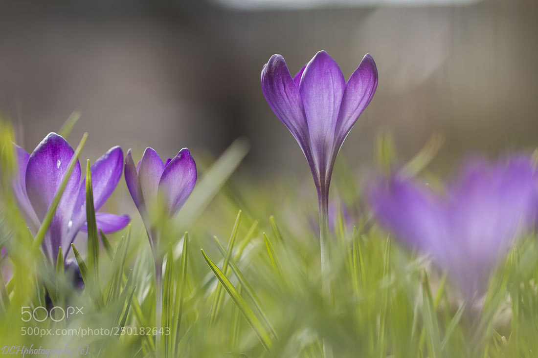 Canon EOS 650D (EOS Rebel T4i / EOS Kiss X6i) sample photo. Spring is in the photography