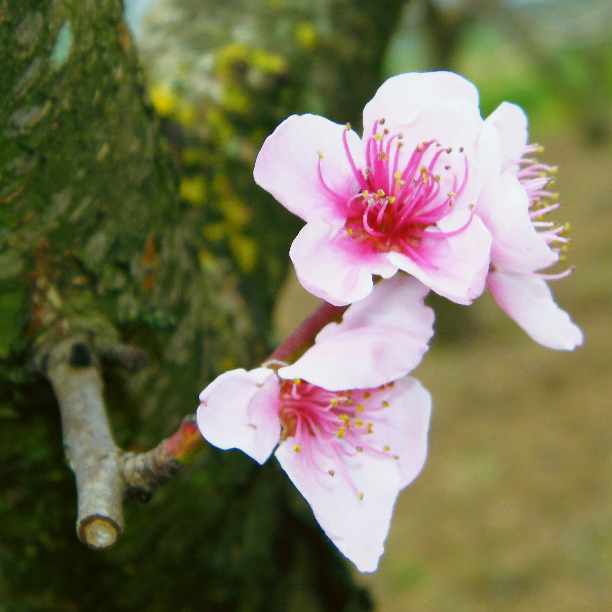 Kodak EASYSHARE Z1015 IS DIGITAL CAMERA sample photo. Perfect symphony photography