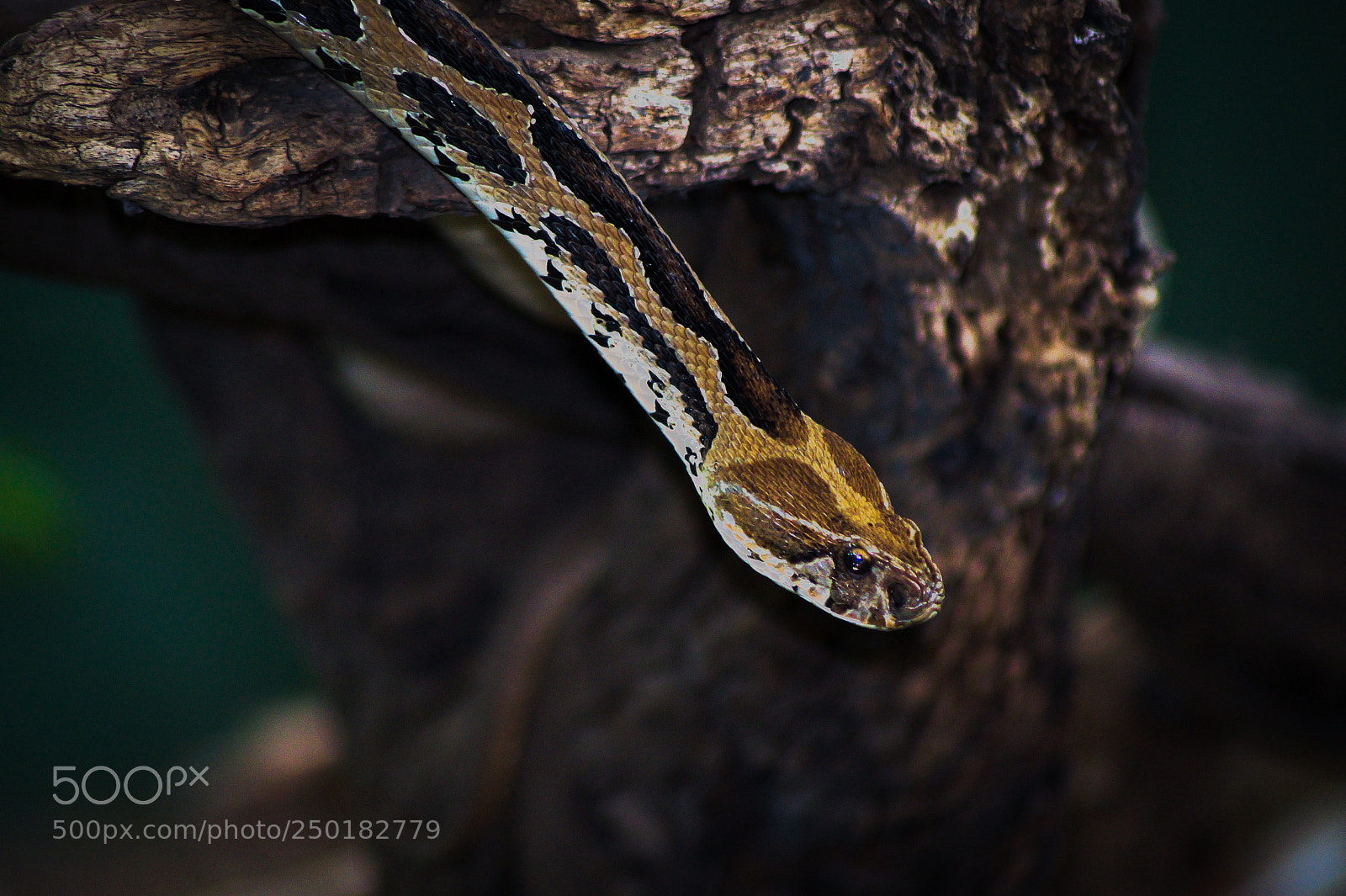 Sony SLT-A58 sample photo. Indian russel viper photography
