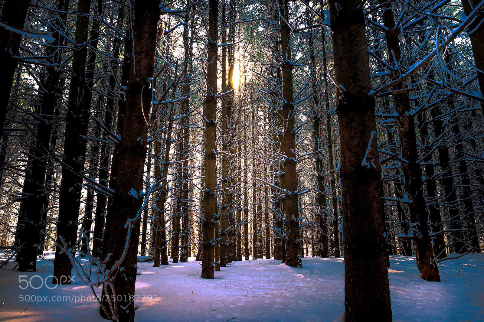Sony SLT-A99V sample photo. Morning pines photography