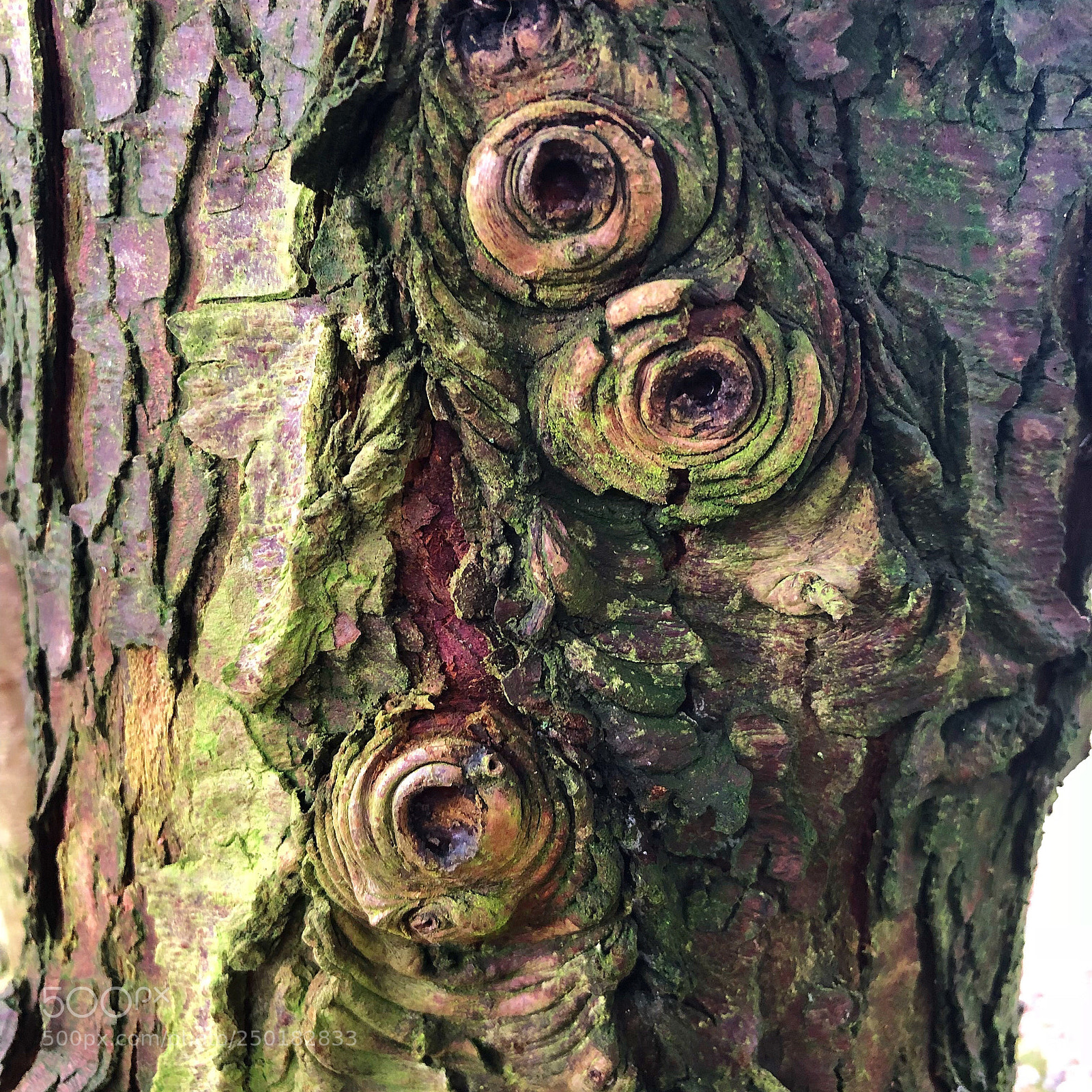 Apple iPhone 8 Plus sample photo. Coloursofwood photography