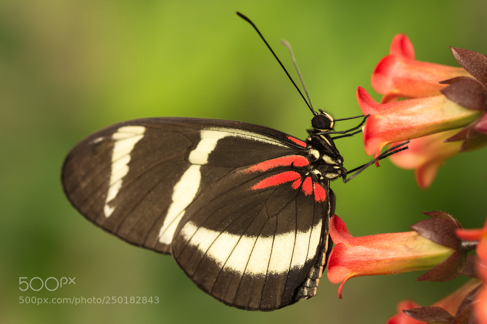 Nikon D7200 sample photo. Feeding on sweet nectar photography