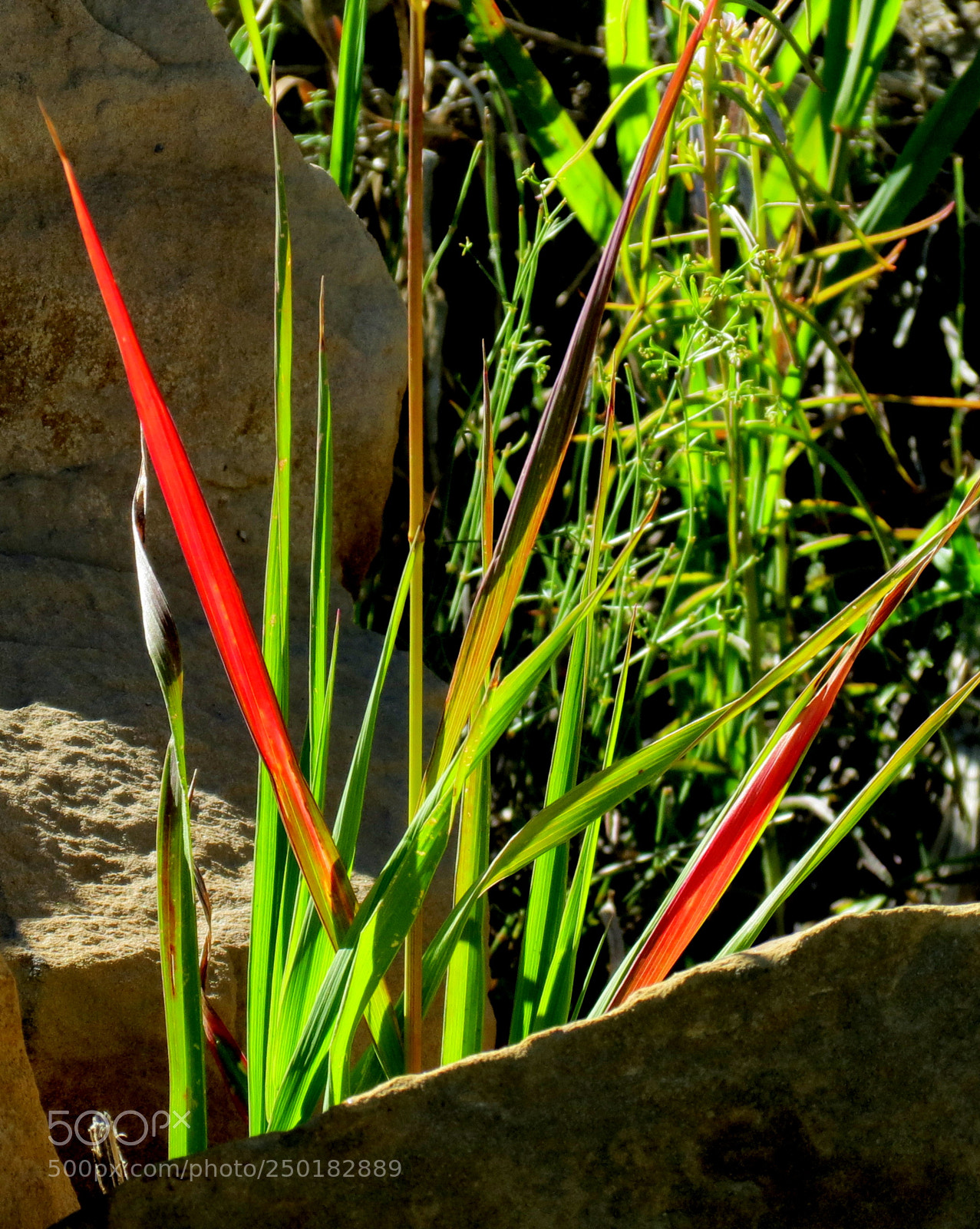 Canon PowerShot SX40 HS sample photo. Blades of glory photography