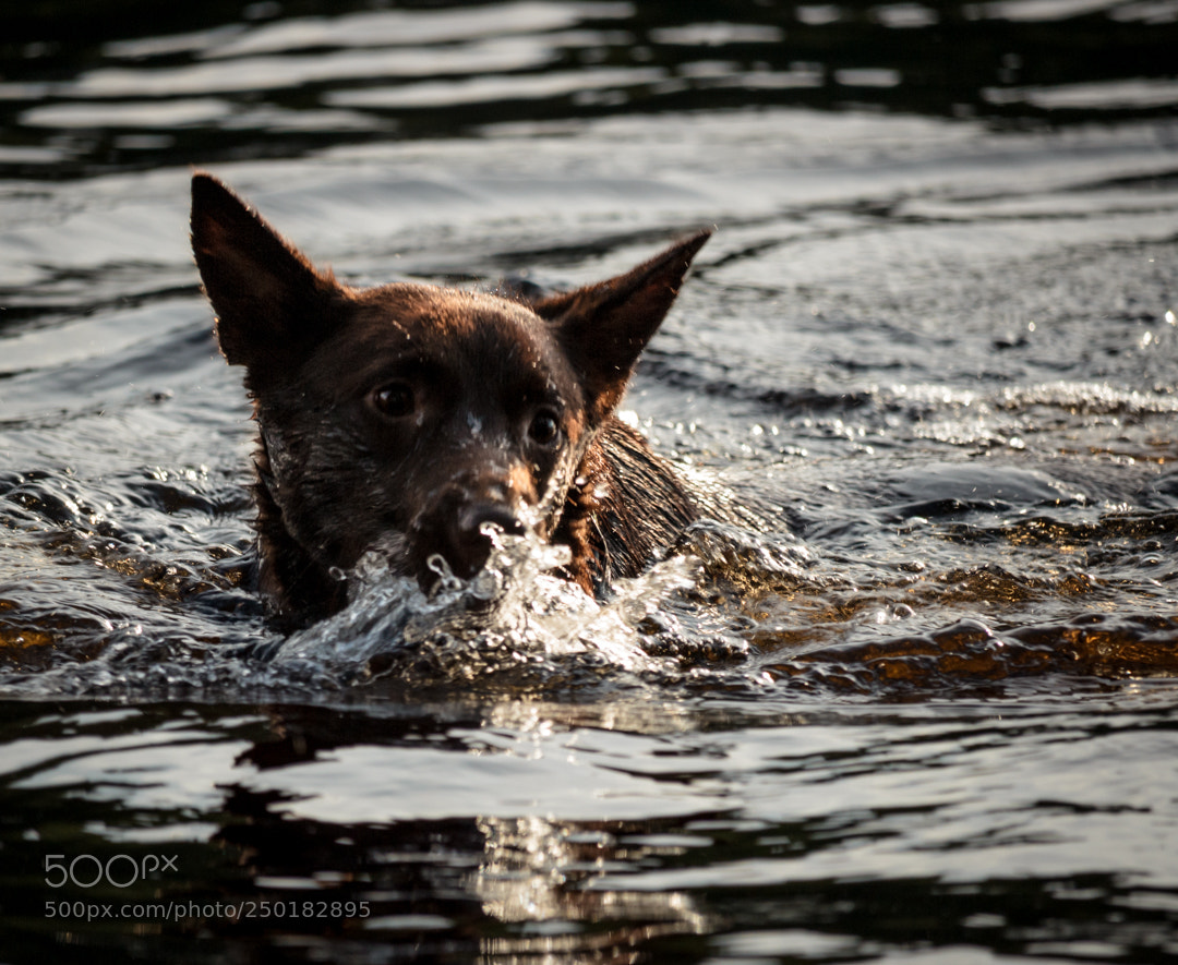 Canon EOS 600D (Rebel EOS T3i / EOS Kiss X5) sample photo. Getting wet photography