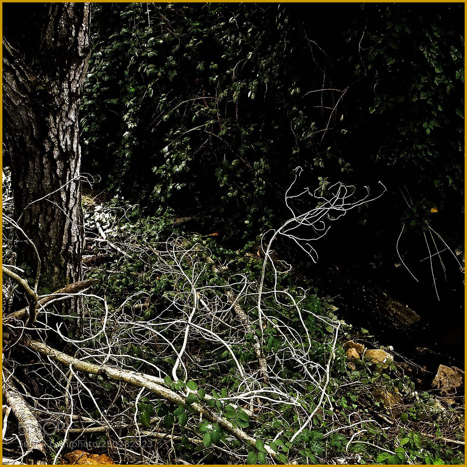 Sony Alpha NEX-6 sample photo. In a tangle photography
