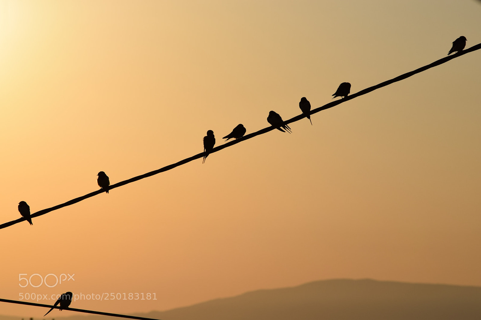 Nikon D3300 sample photo. Swallow meting photography