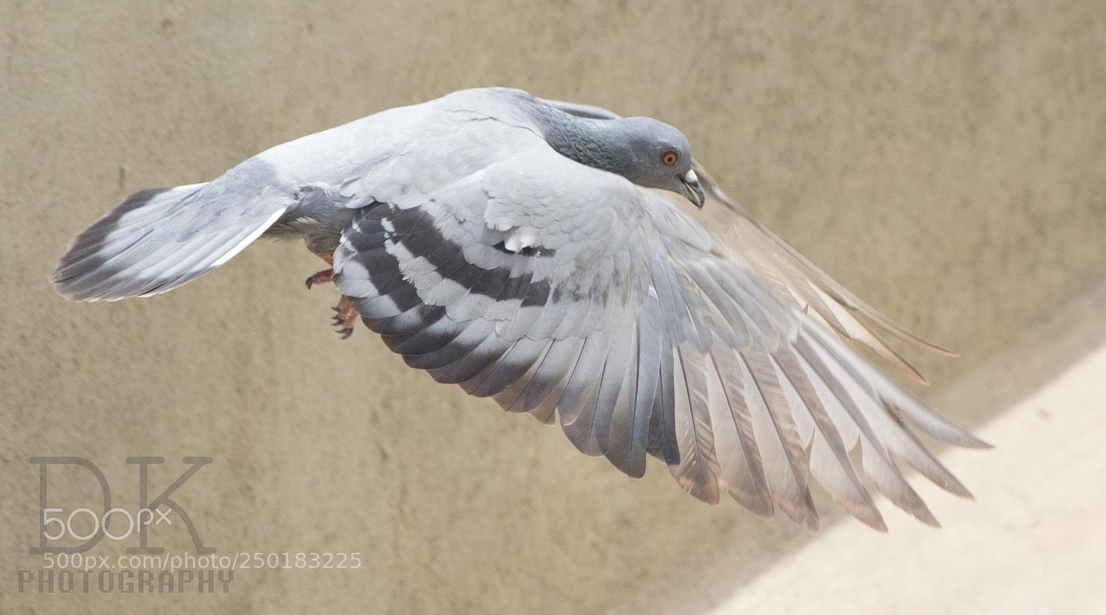 Canon EOS 5D Mark IV sample photo. Pigeon photography