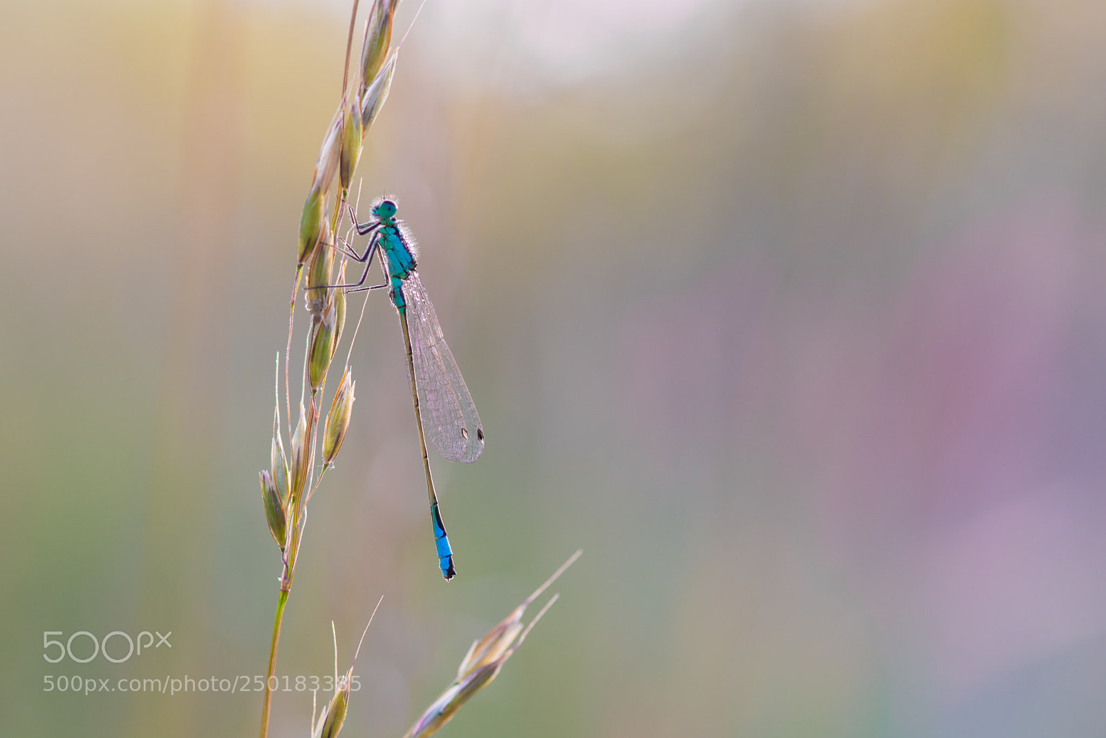 Nikon D800 sample photo. Blue damselfly photography