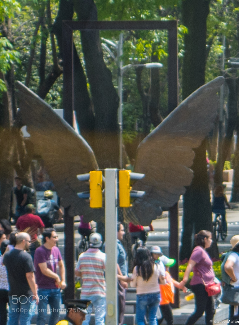 Nikon D5500 sample photo. Semáforo con alas photography
