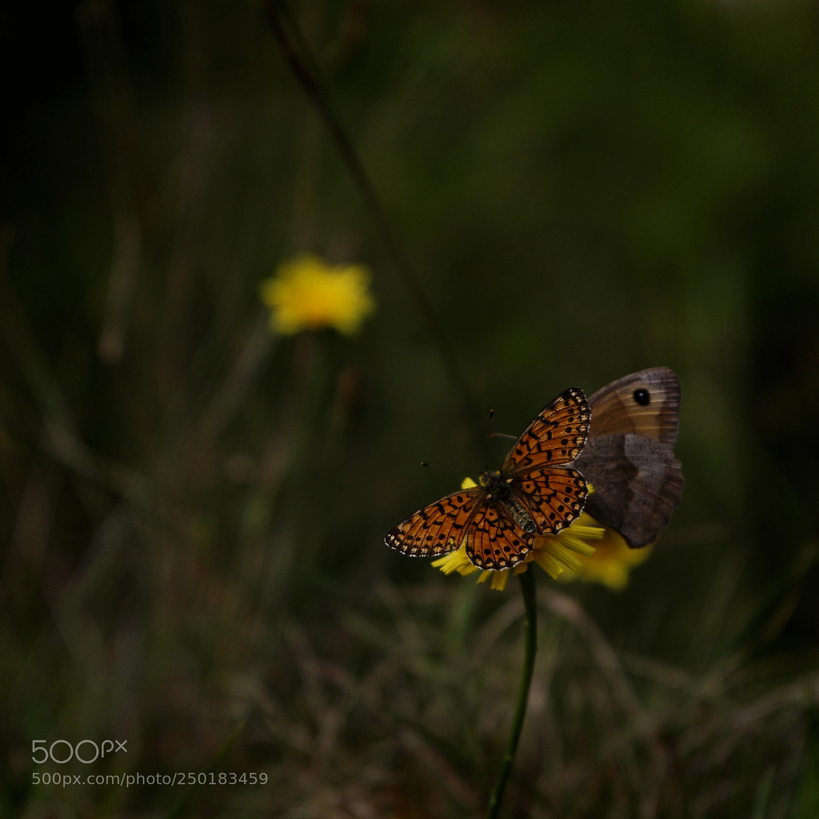 Canon EOS 70D sample photo. Wenn schmetterlinge sich k photography