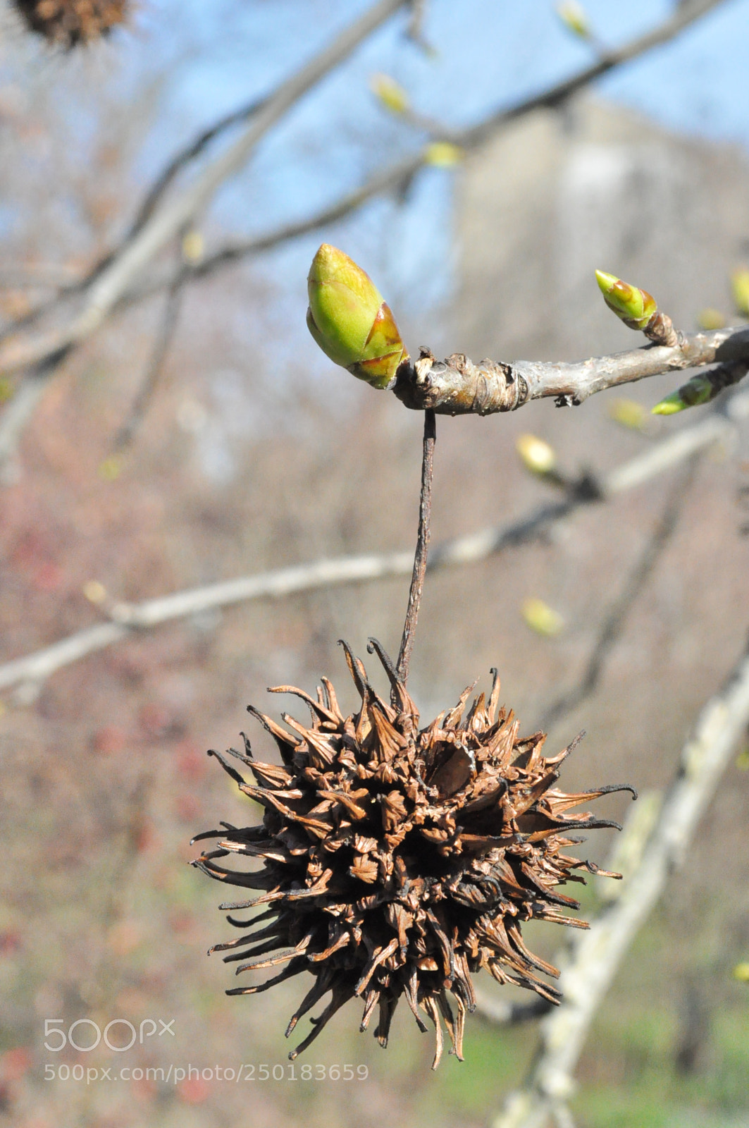 Nikon D5000 sample photo. Old one and new photography