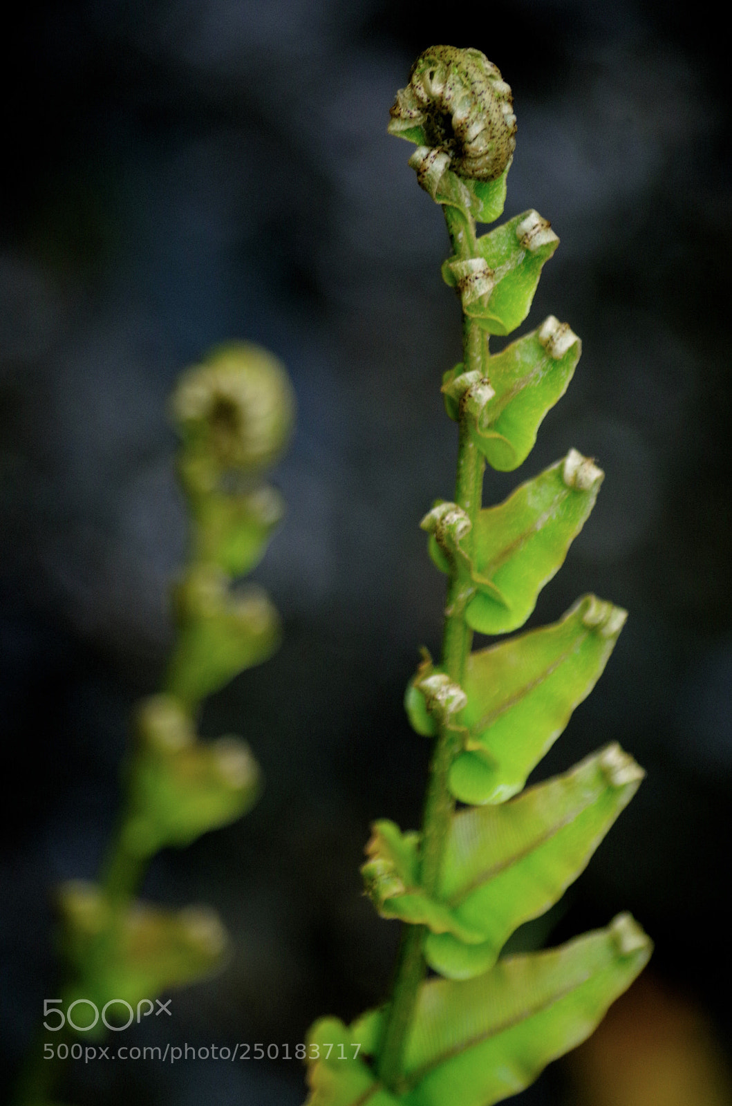 Pentax K-50 sample photo. Untitled photography