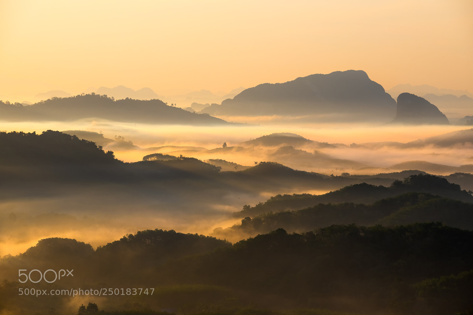 Canon EOS 6D Mark II sample photo. Morning sunrise, misty forest photography