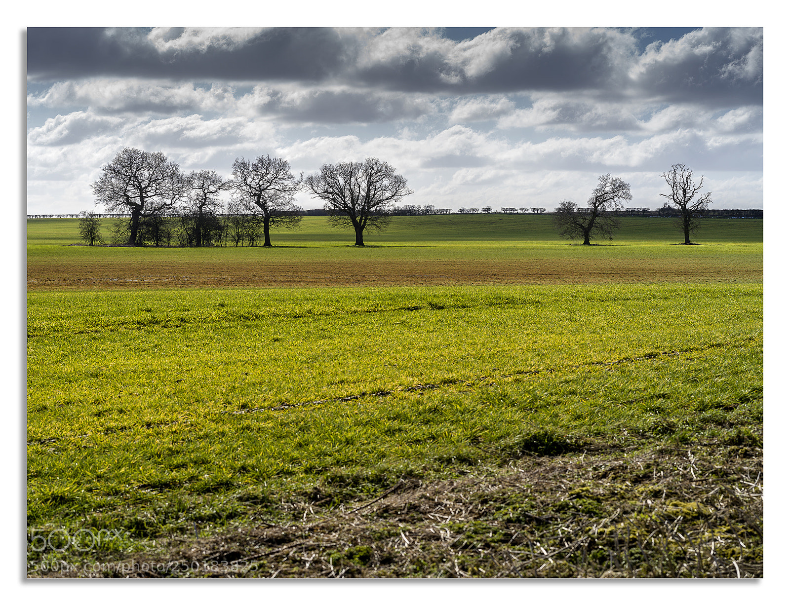 Hasselblad X1D-50c sample photo. Yorkshires golden fields. photography
