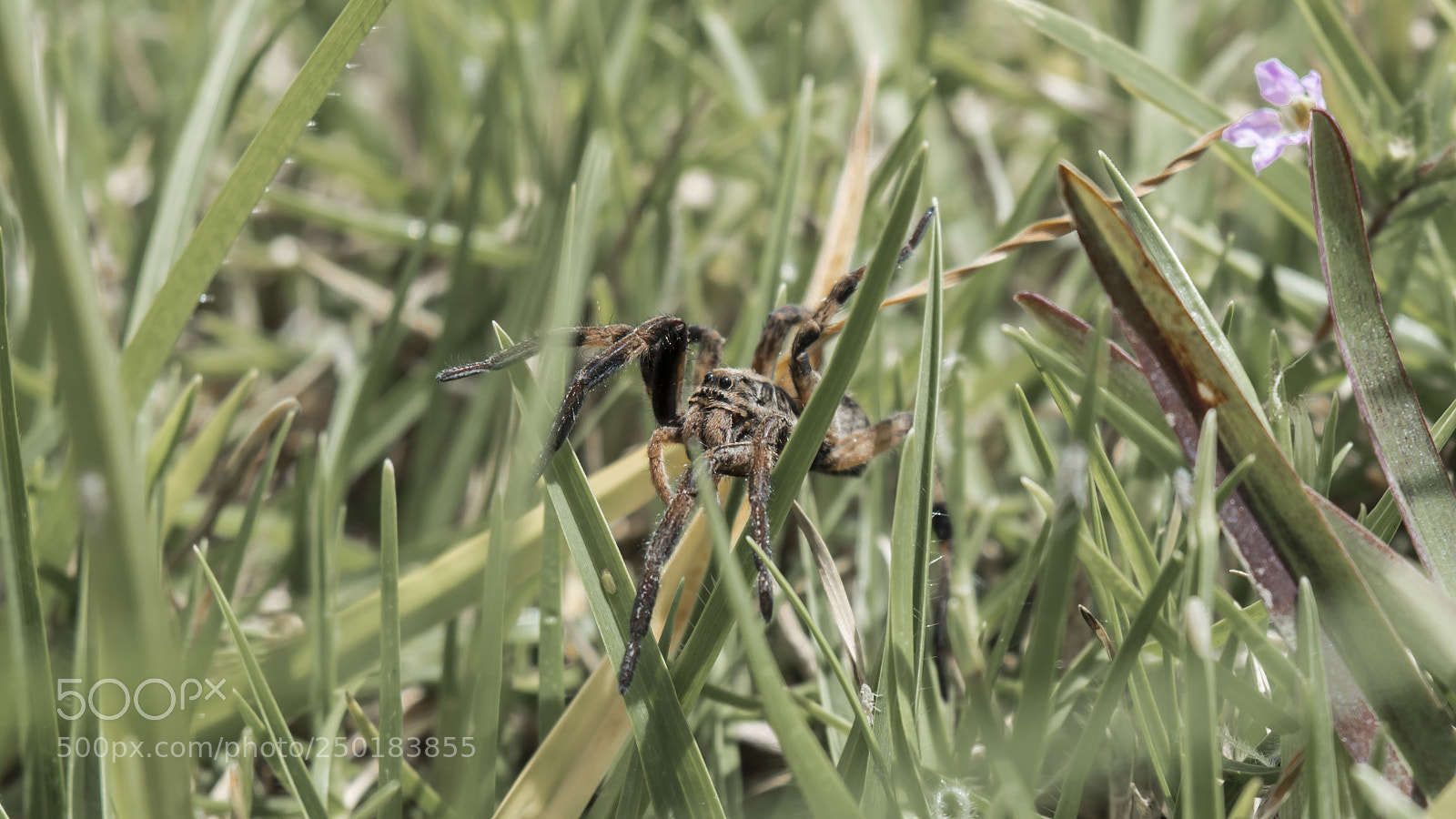 Nikon D5500 sample photo. Arácnido photography