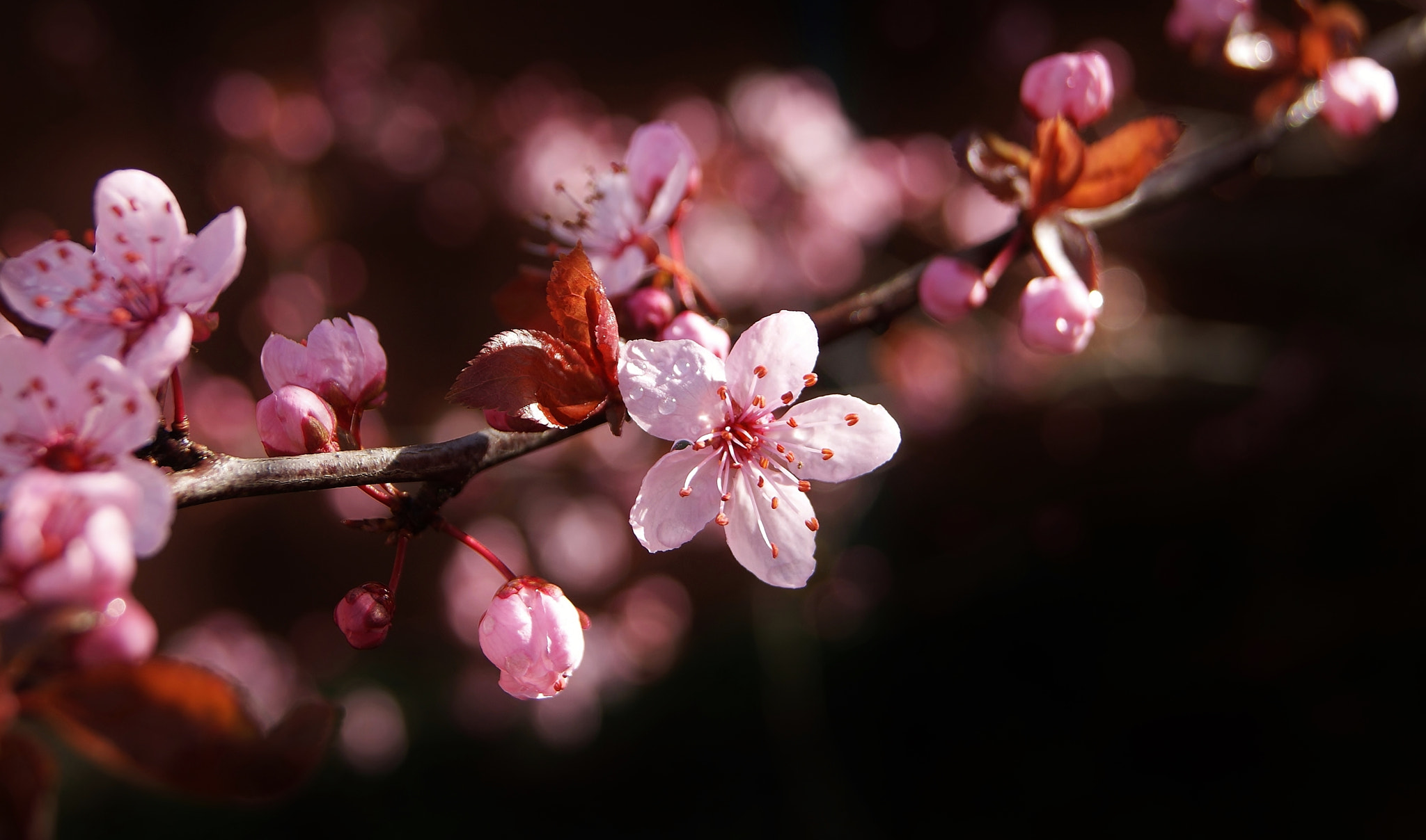 Sony Alpha DSLR-A380 sample photo. After spring rain, pink plums back ... photography