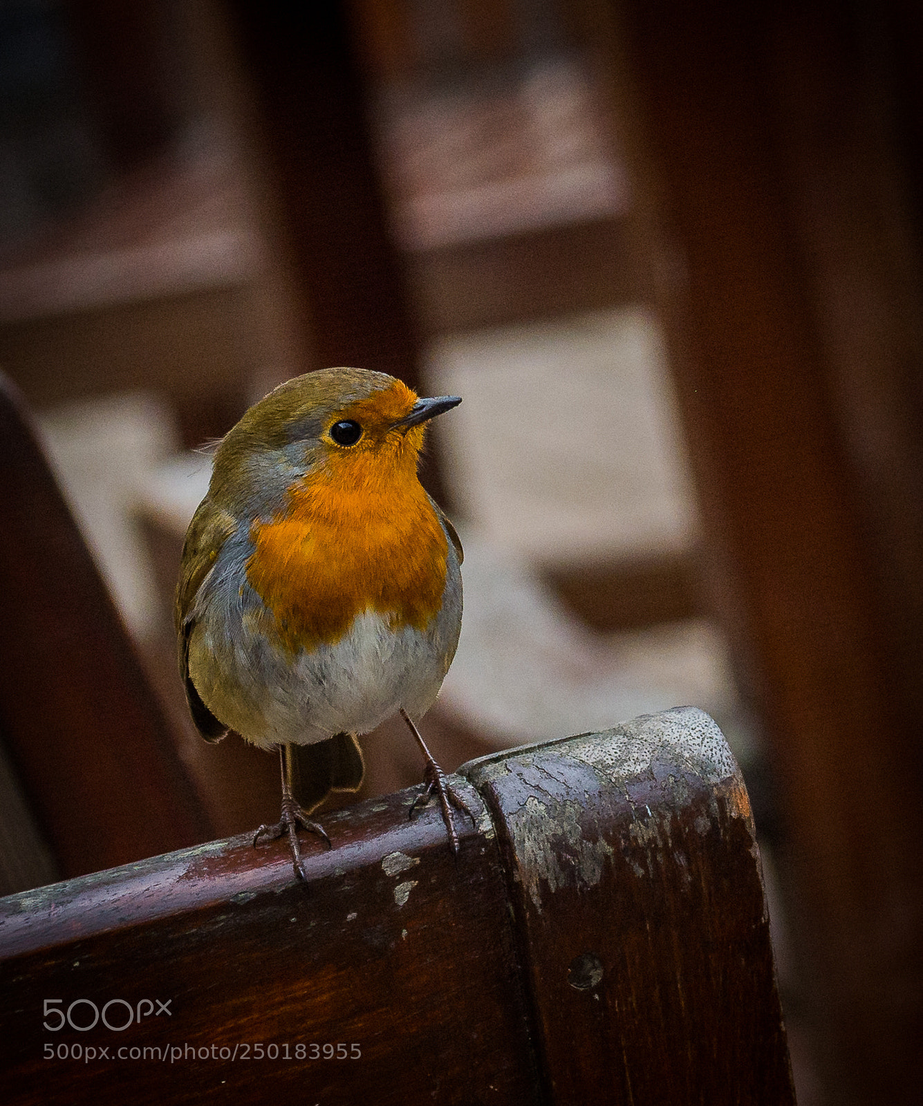 Nikon D5200 sample photo. Robin red breast photography