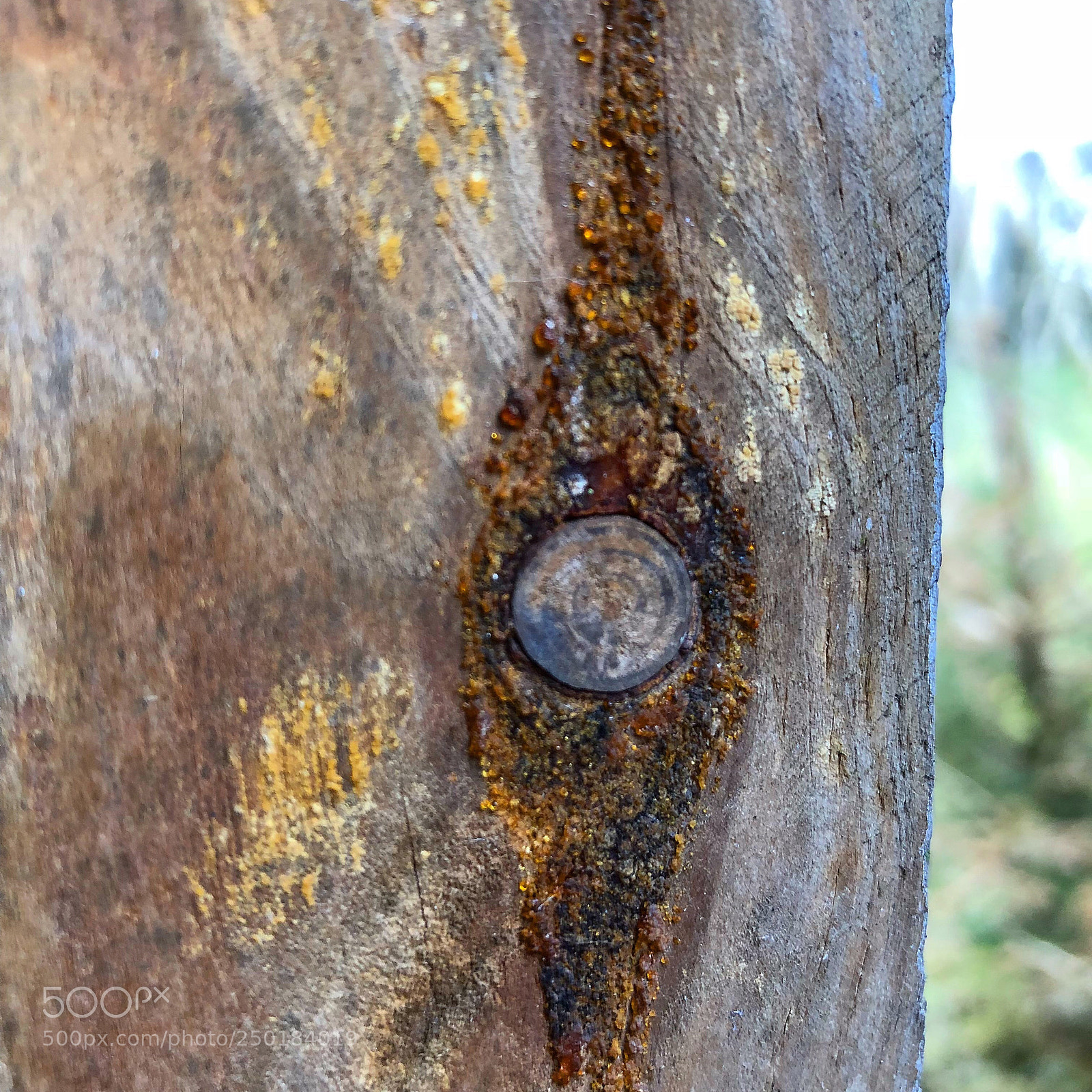 Apple iPhone 8 Plus sample photo. Beautyofwood photography