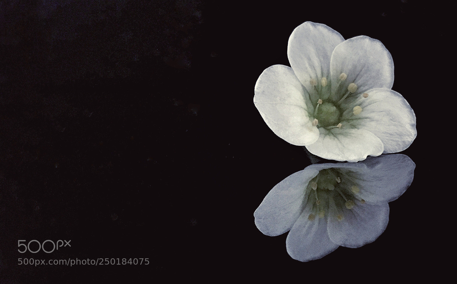 Apple iPhone 6s Plus sample photo. Little flower taken with photography