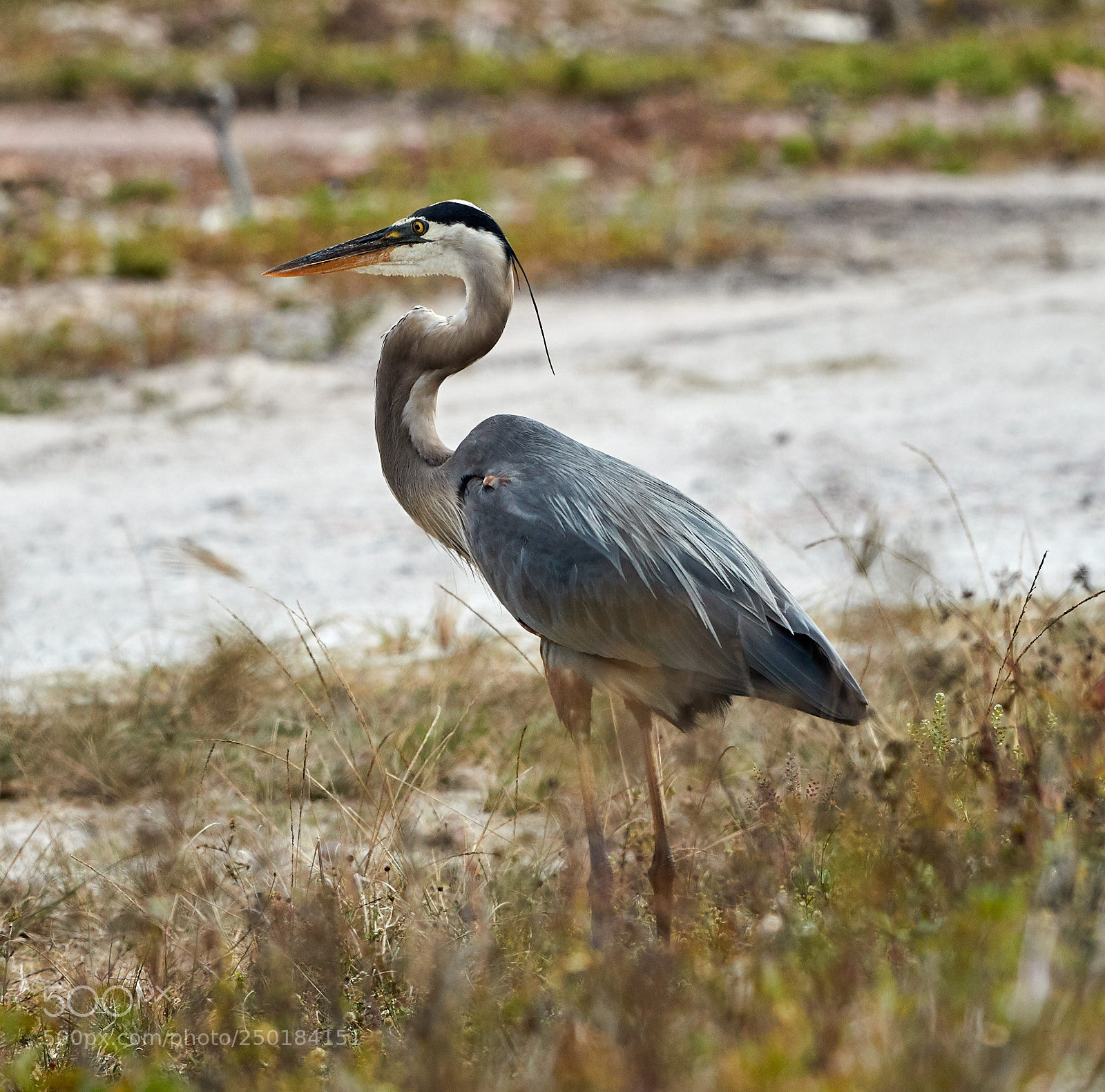 Canon EOS-1D X Mark II sample photo. 03-21-18-0008757.jpg photography
