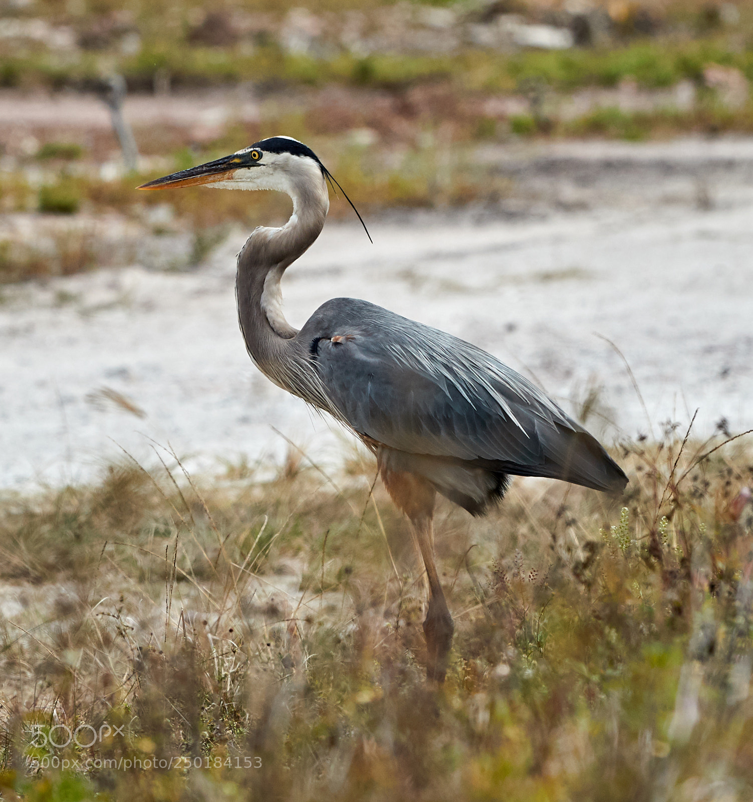 Canon EOS-1D X Mark II sample photo. 03-21-18-0008756.jpg photography