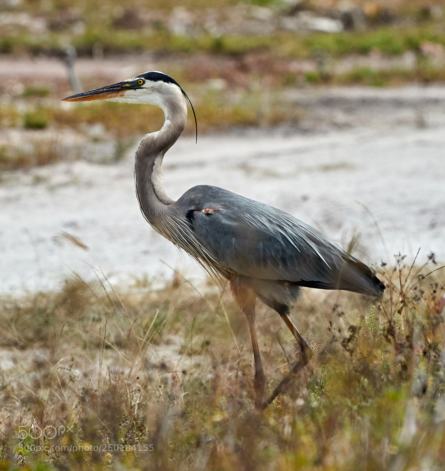 Canon EOS-1D X Mark II sample photo. 03-21-18-0008755.jpg photography
