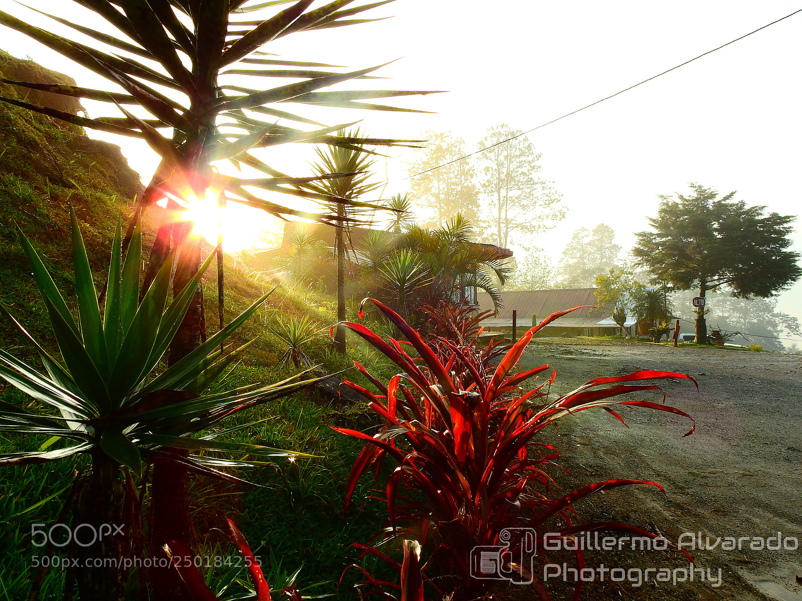 Nikon Coolpix P900 sample photo. Morning glow photography