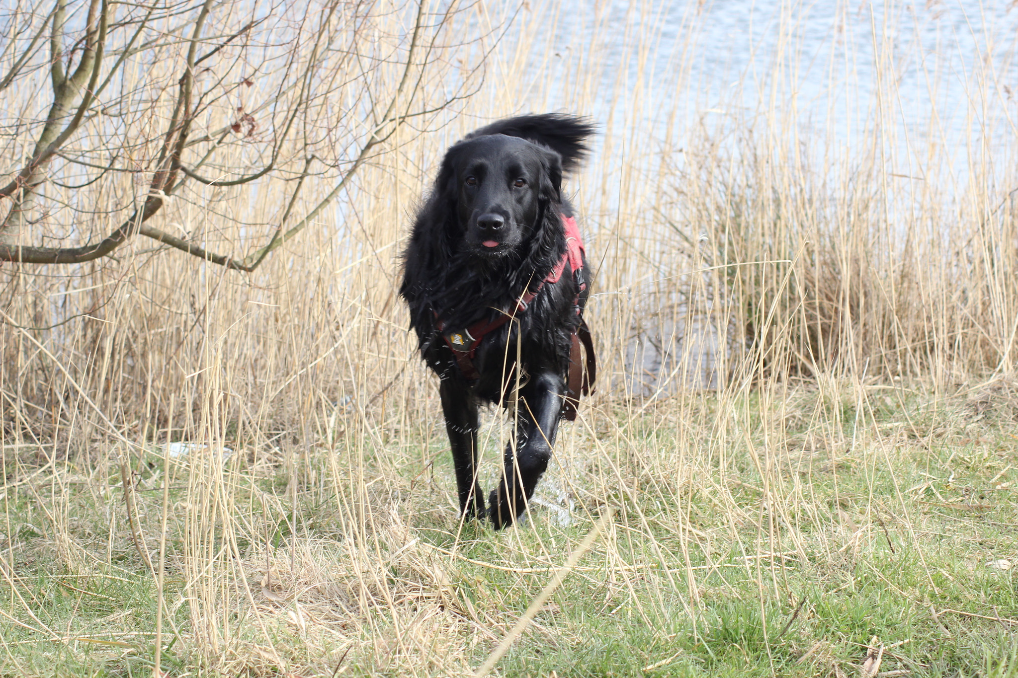 Canon EOS 600D (Rebel EOS T3i / EOS Kiss X5) sample photo. Afternoon letting off steam photography