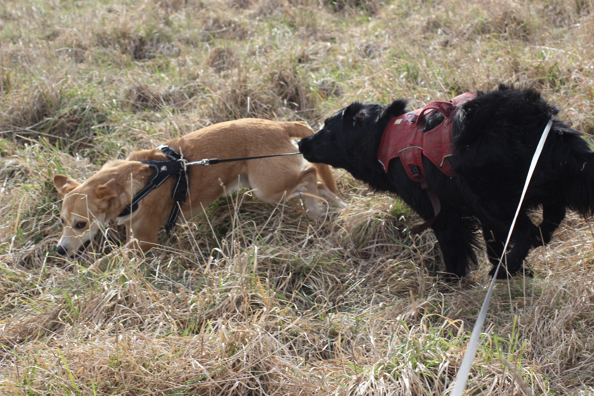 Canon EOS 600D (Rebel EOS T3i / EOS Kiss X5) sample photo. Afternoon letting off steam photography
