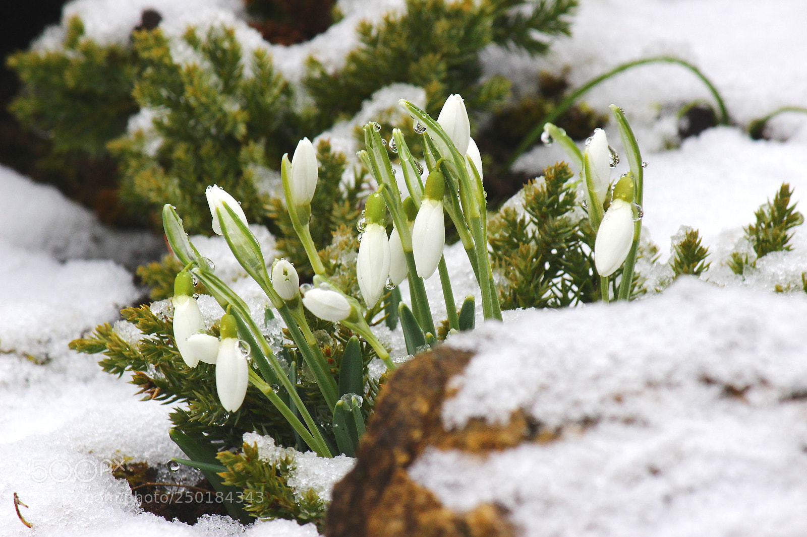 Canon EF-S 55-250mm F4-5.6 IS II sample photo. Snowdrop photography