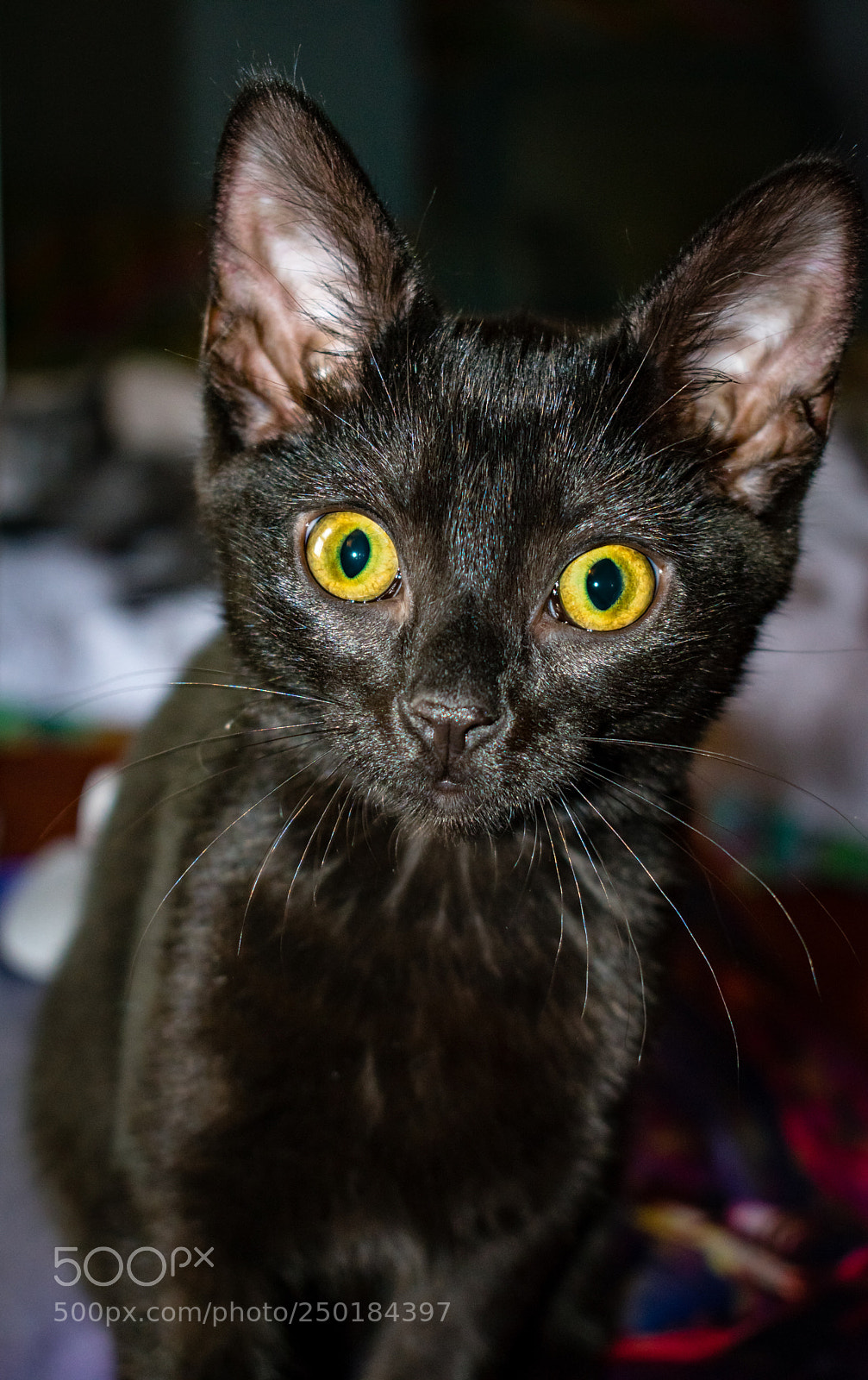 Nikon D3400 sample photo. Wow what you got photography