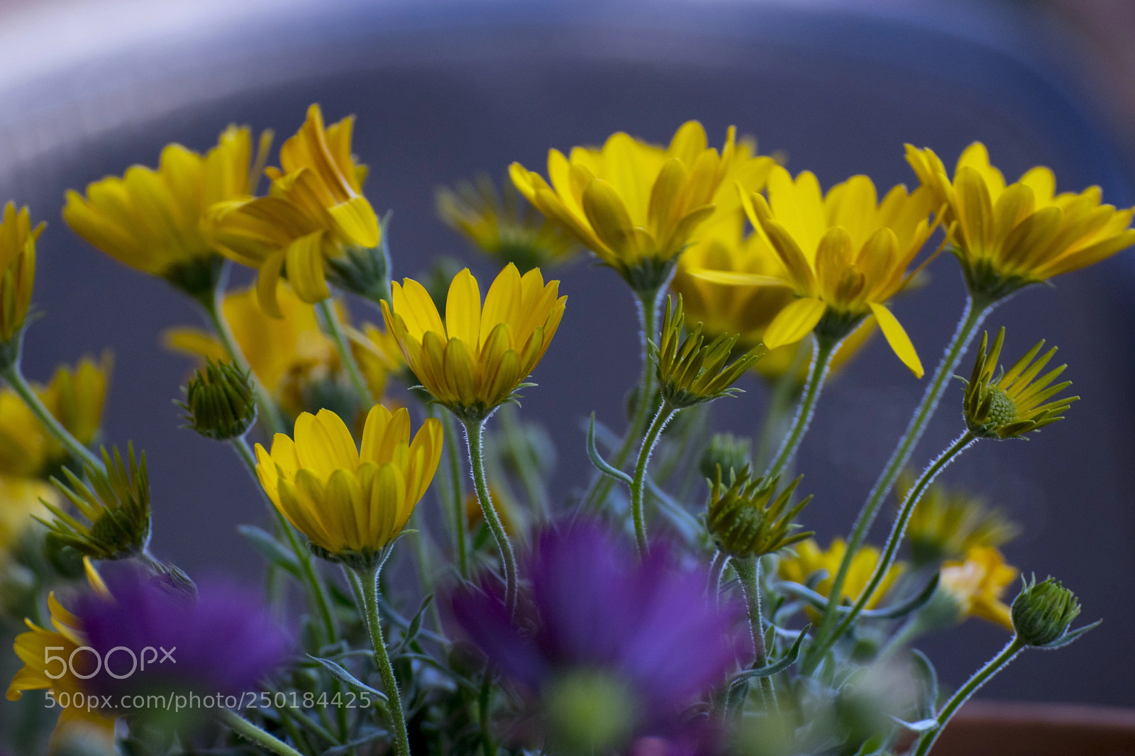 Nikon D5300 sample photo. Flowers photography