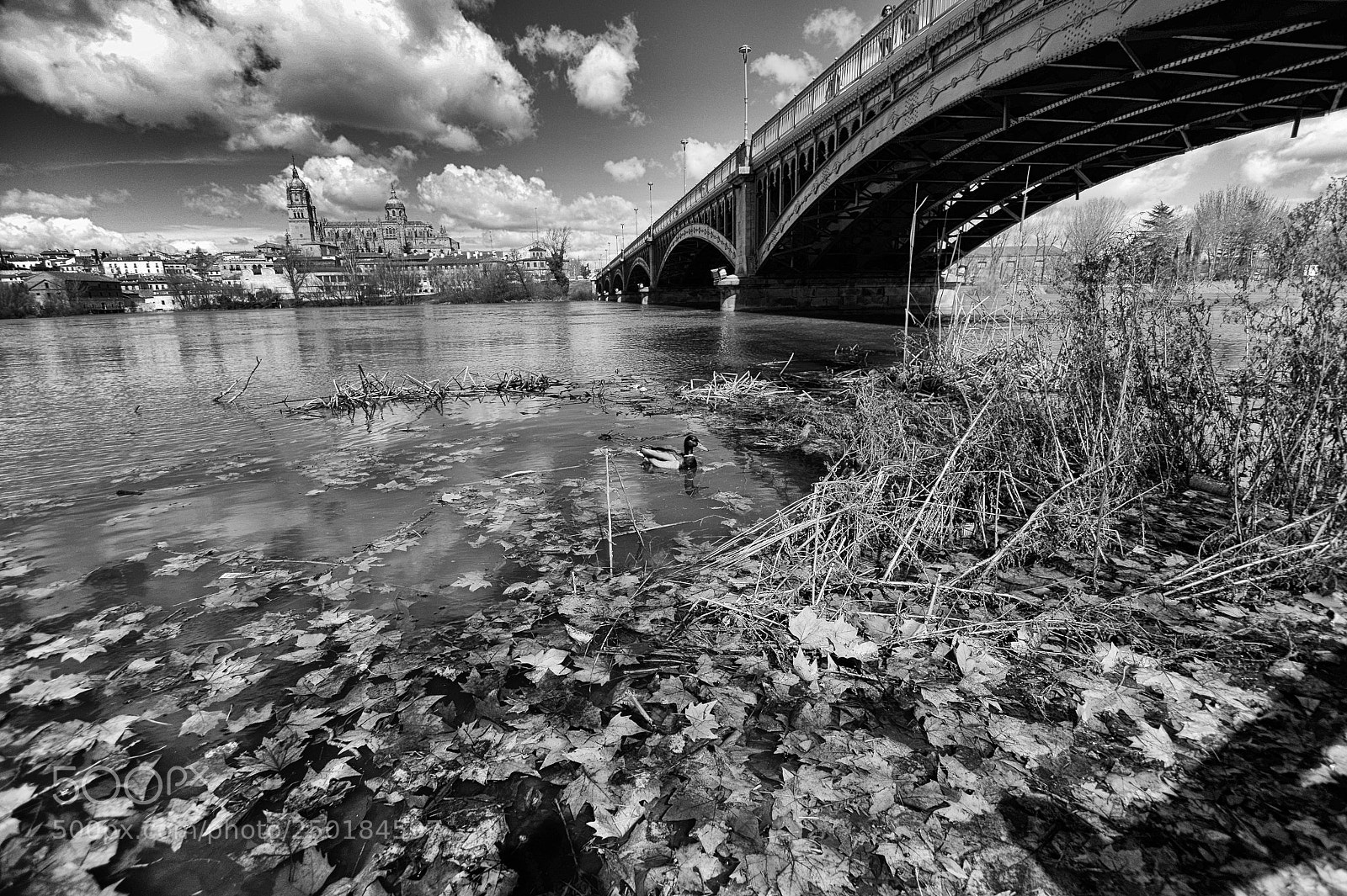 Sony SLT-A58 sample photo. The duck.cathedral xxxviii. photography