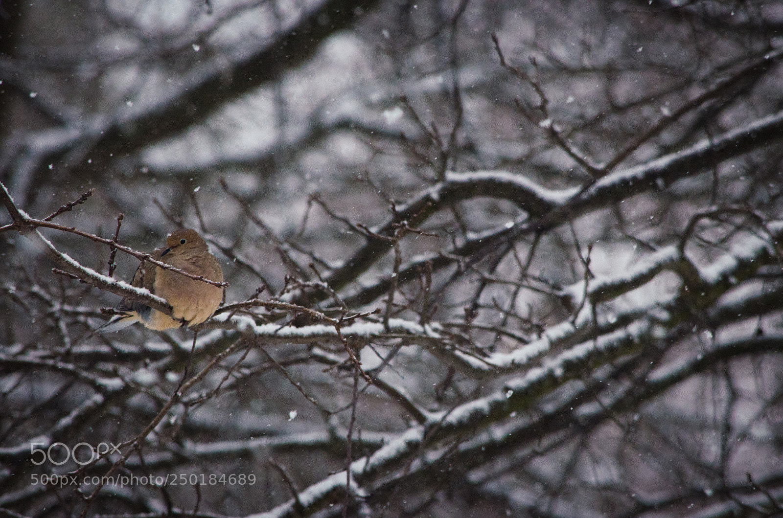 Nikon D5100 sample photo. Birdy in snow1 photography