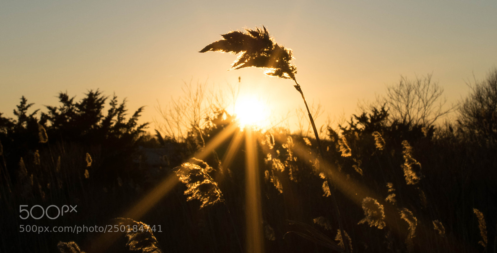 Nikon D3300 sample photo. Sea grass sun photography