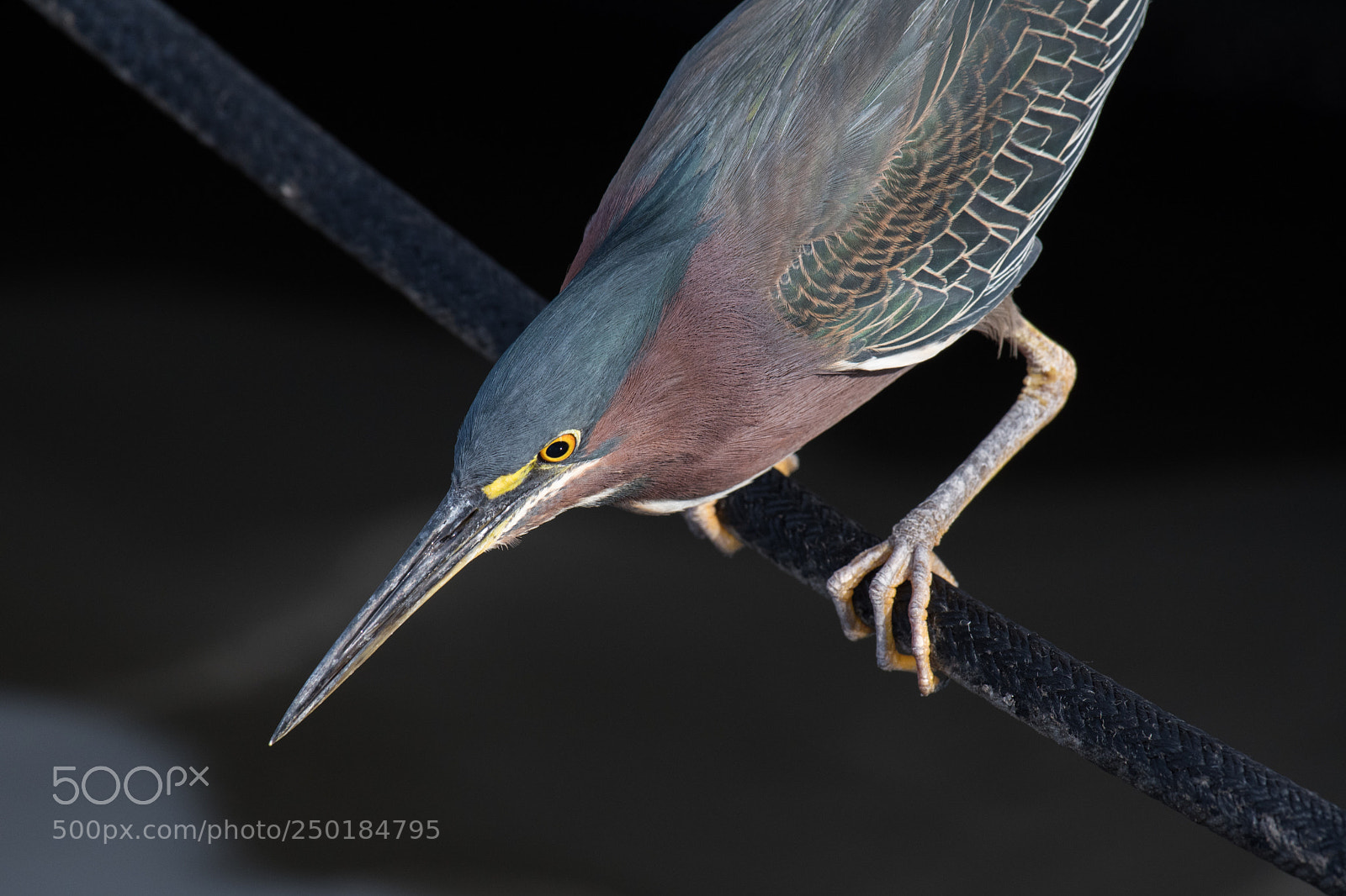 Nikon D500 sample photo. Green heron photography