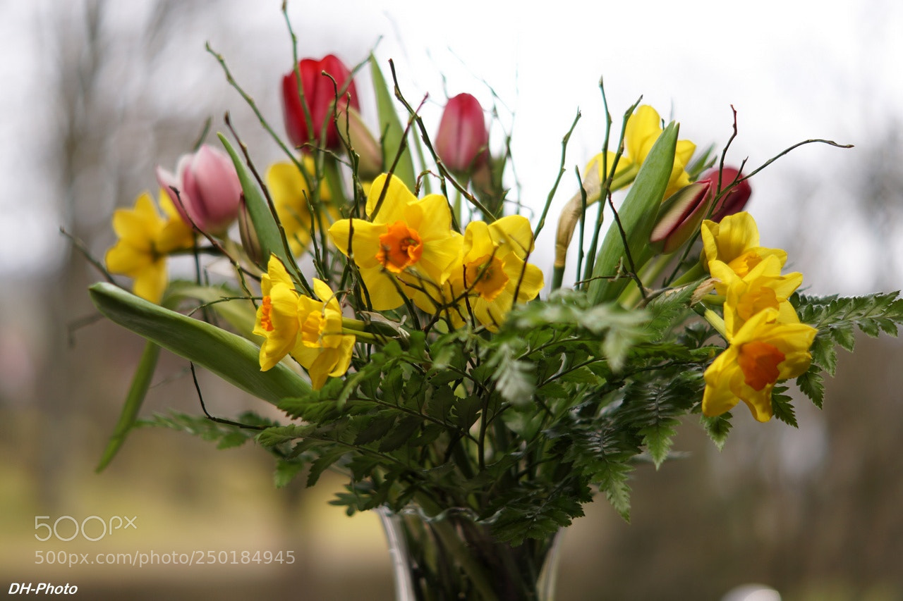 Sony ILCA-77M2 sample photo. Bouquet of spring flowers photography