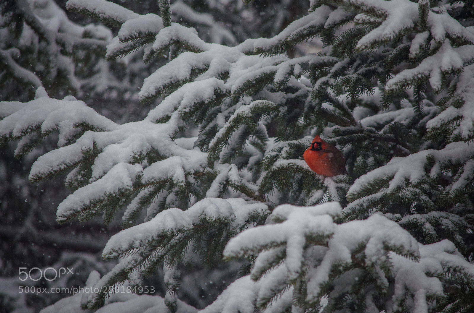 Nikon D5100 sample photo. Cardinal in snow photography