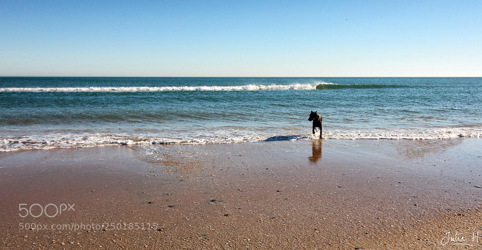 Canon EOS 1300D (EOS Rebel T6 / EOS Kiss X80) sample photo. Chien sur la plage photography
