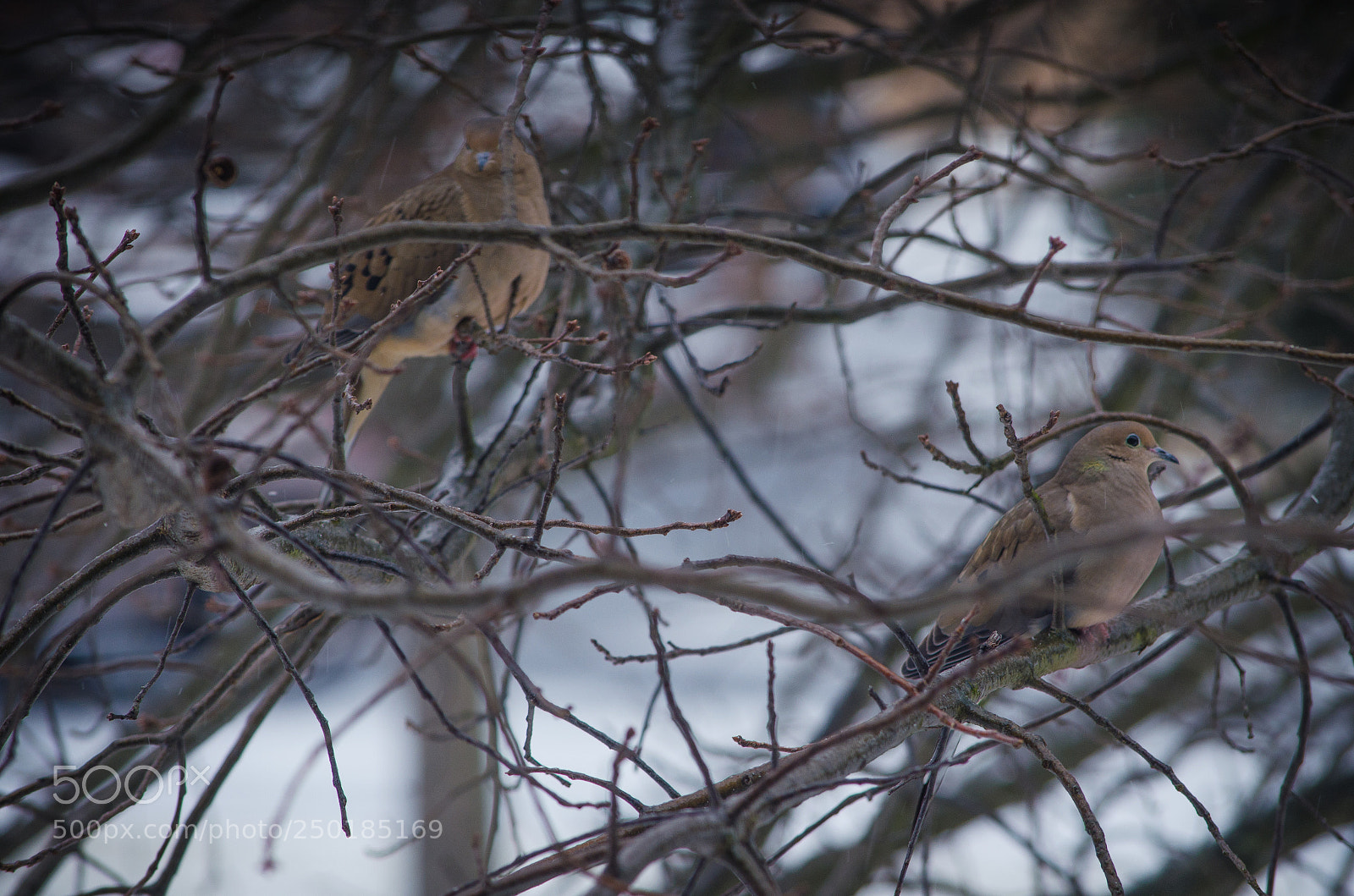Nikon D5100 sample photo. Birdy2 photography