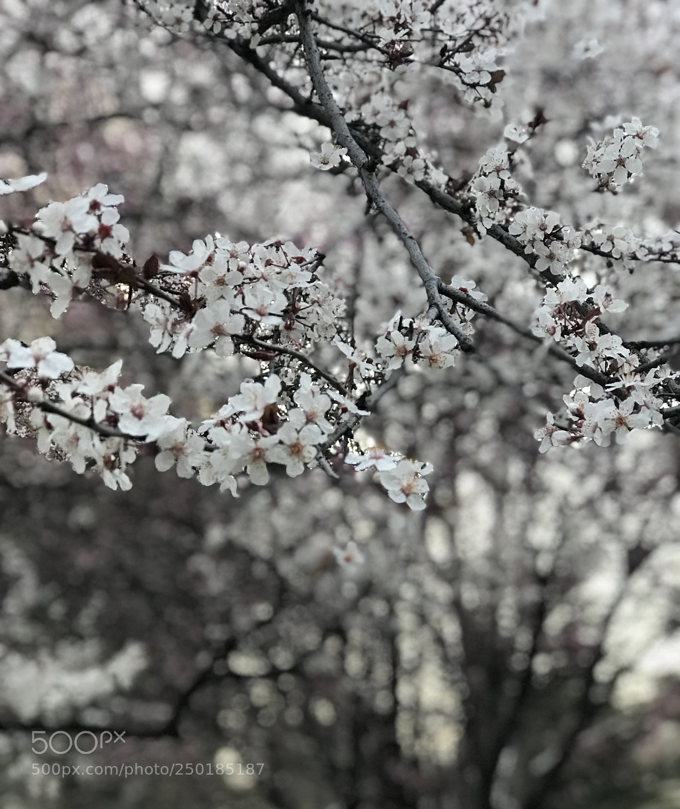 Apple iPhone 7 Plus sample photo. White paradise photography